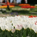 Tulipes a Morges 2006 - 022
